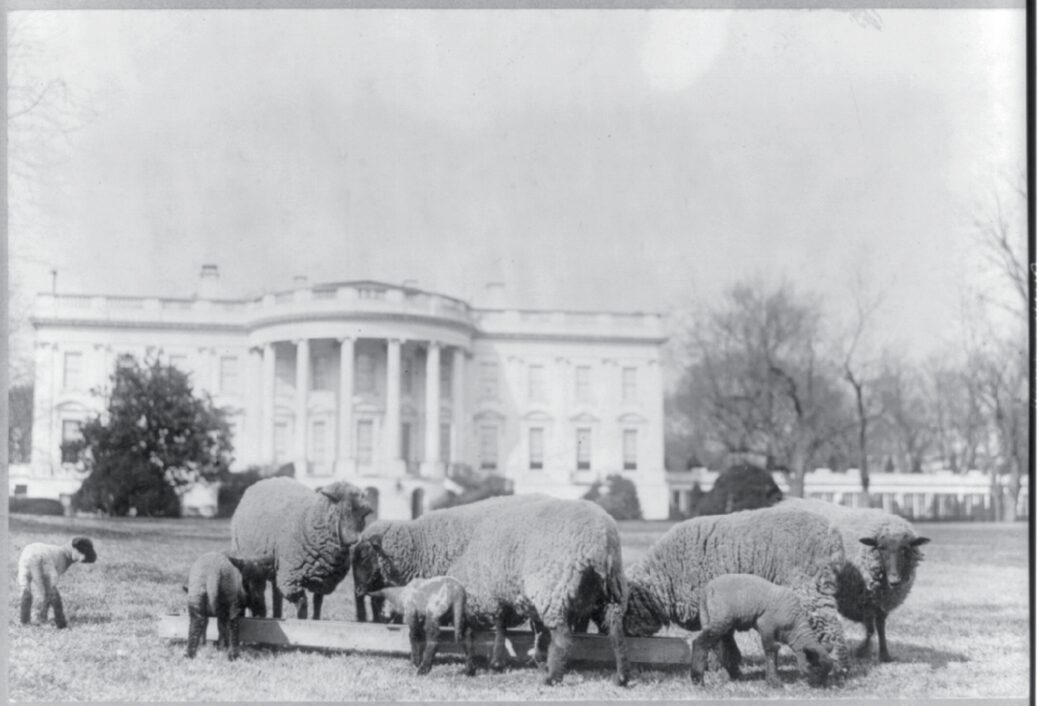 Sheep on the White House Lawn During Woodrow Wilson