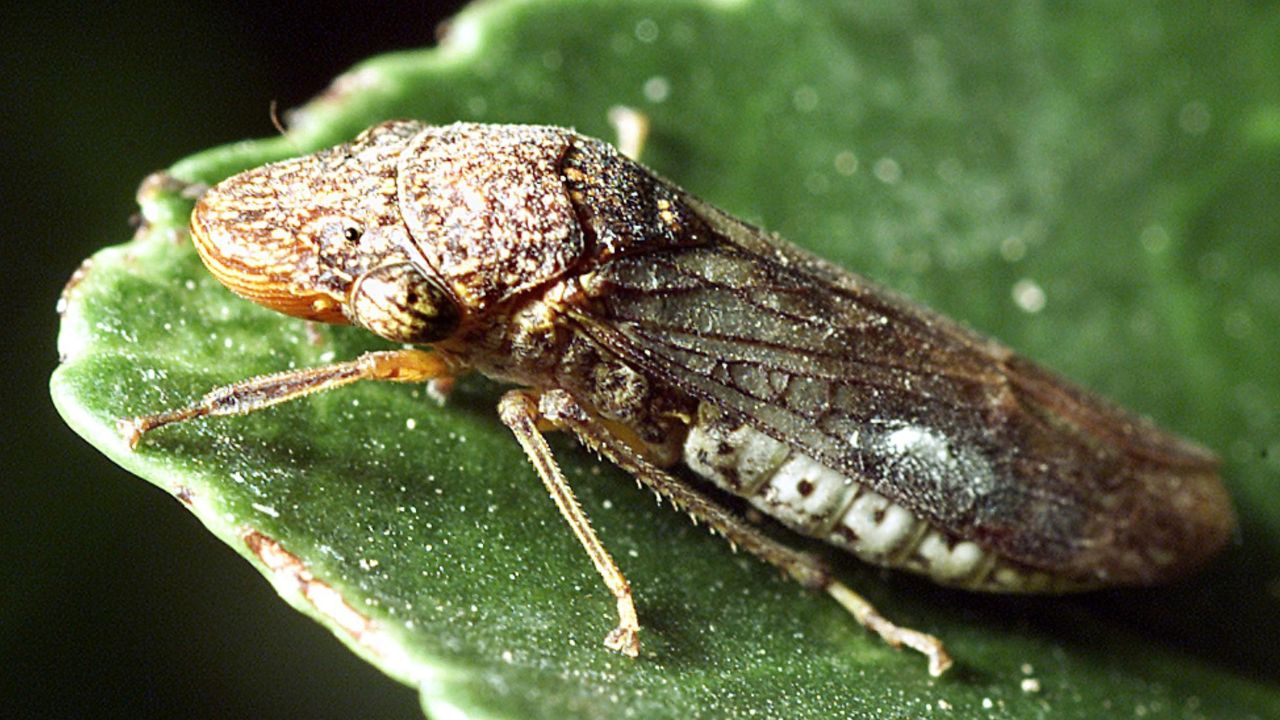 Dangerous Vineyard Pest Found on Costco Plants Sold Across California Wine Country, Officials Warn