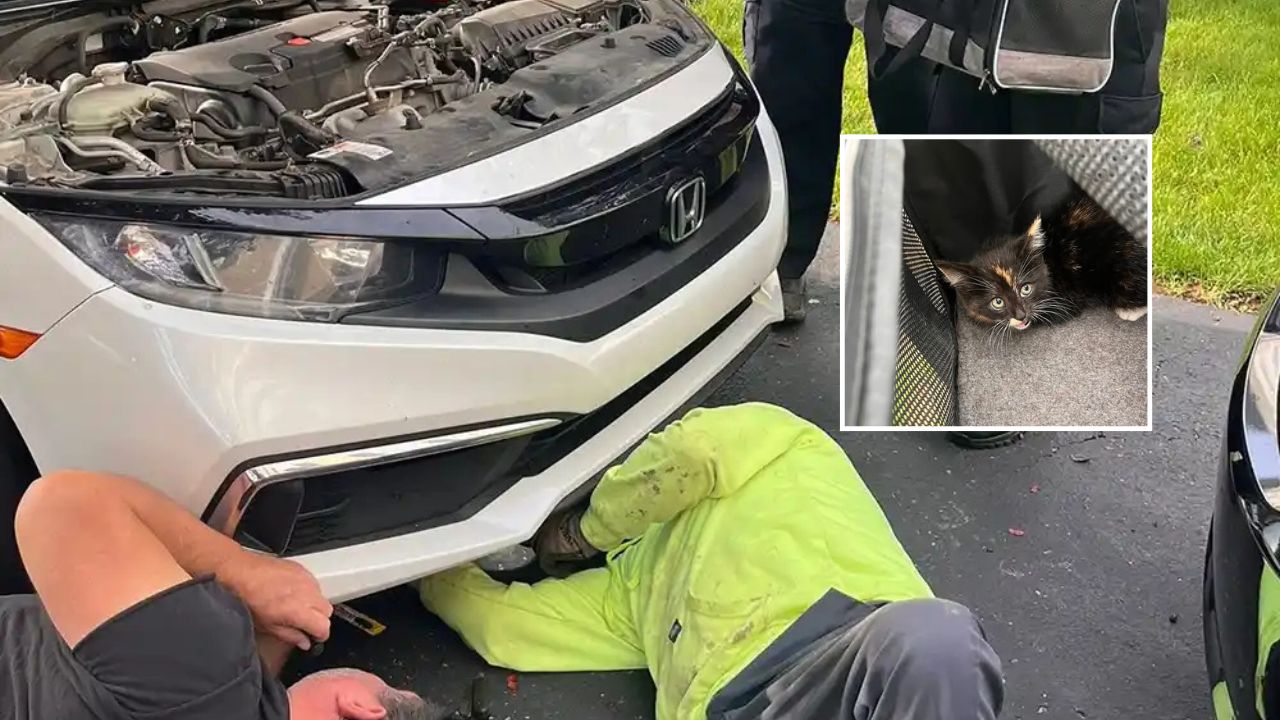 Driver Shocked to Discover Live Kitten Stuck in Car Grill After Traveling Across Pennsylvania
