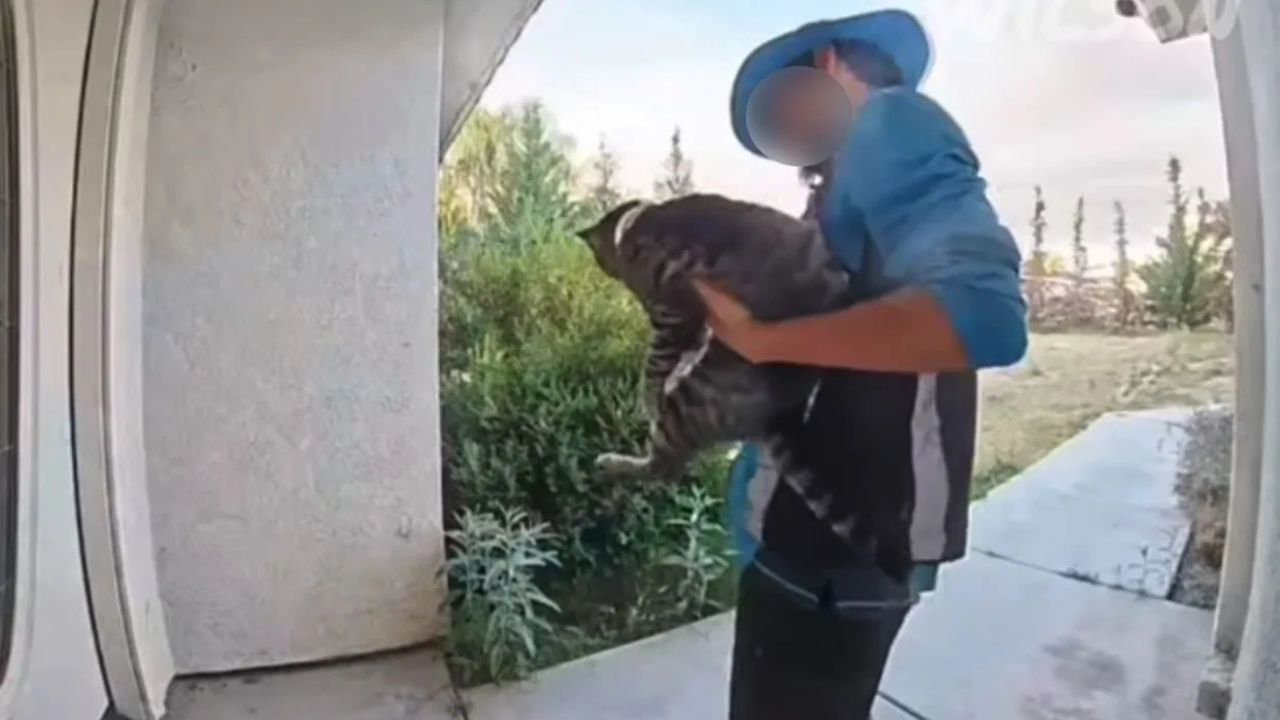 Family Shocked After Doorbell Camera Appears to Show Amazon Driver Taking Their Beloved Cat
