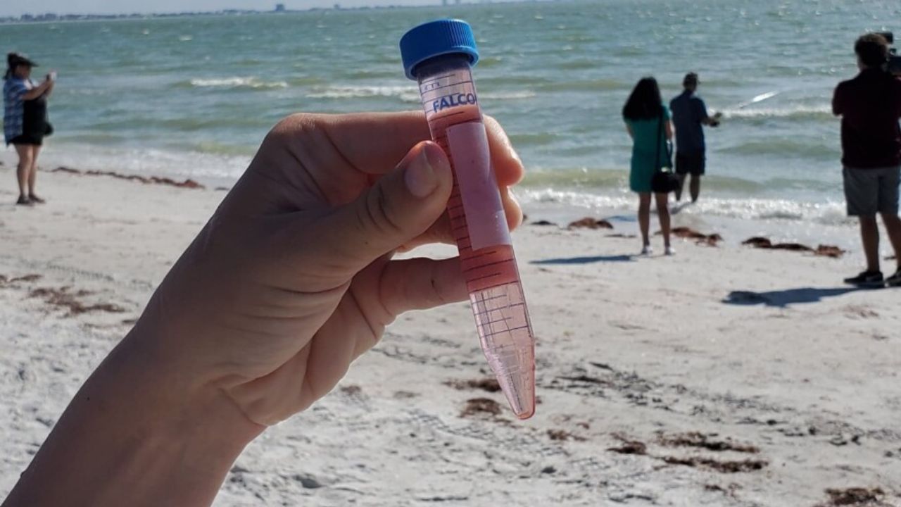 Health Warning Issued for Popular Florida Beaches After Dangerous Bacteria Found in Water