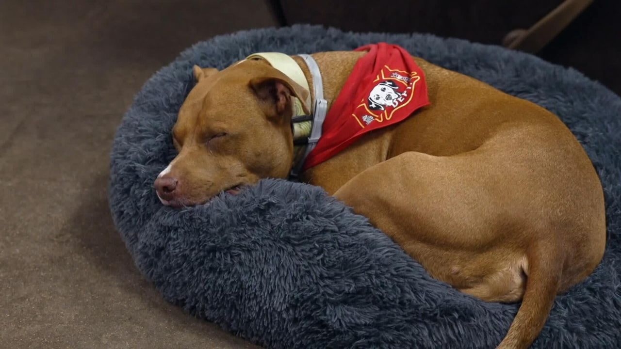 Texas Fire Station Adopts Dog Left Beneath Flagpole, Then Helps His Heartbroken Owner Rebuild His Life