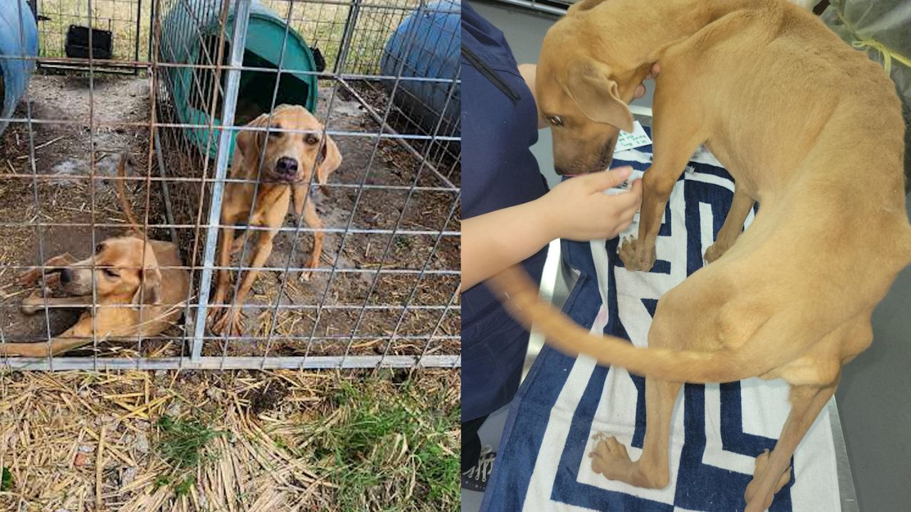 Texas Man Arrested After 7 Dogs Found in Critical Condition With No Food and Contaminated Water, SPCA Says
