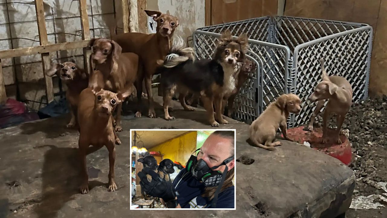 146 Animals Rescued From Tennessee Property After Family’s Plea for Help Revealed Hidden Crisis