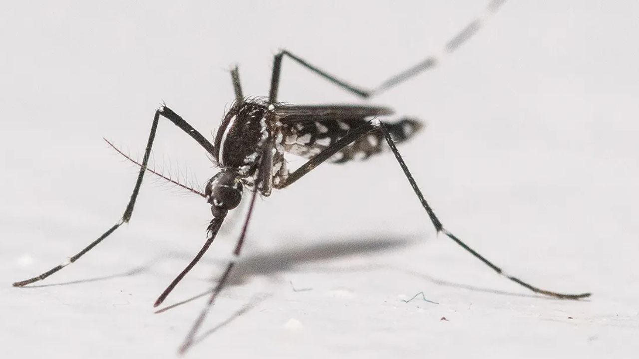 California and Florida Could See Massive Release of Specially Bred Mosquitoes Under EPA Proposal
