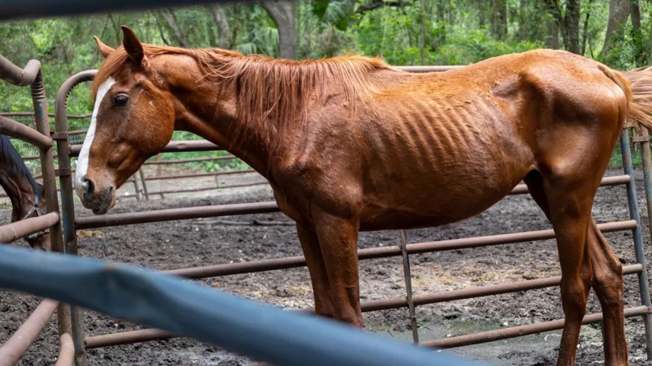 Florida Breeder Arrested After Deputies Find 92 Neglected Animals Living in Shocking Conditions