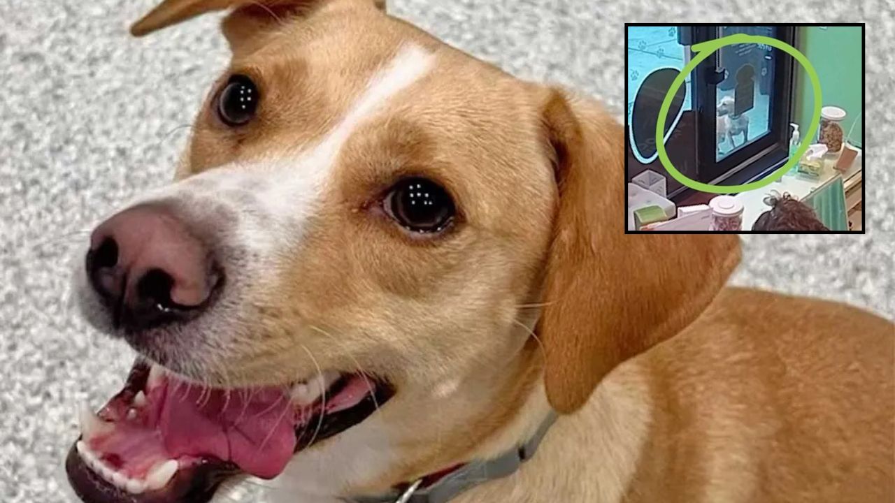 Lost in New York City, This Dog Ran a Mile Alone to His Favorite Daycare and Asked for Help