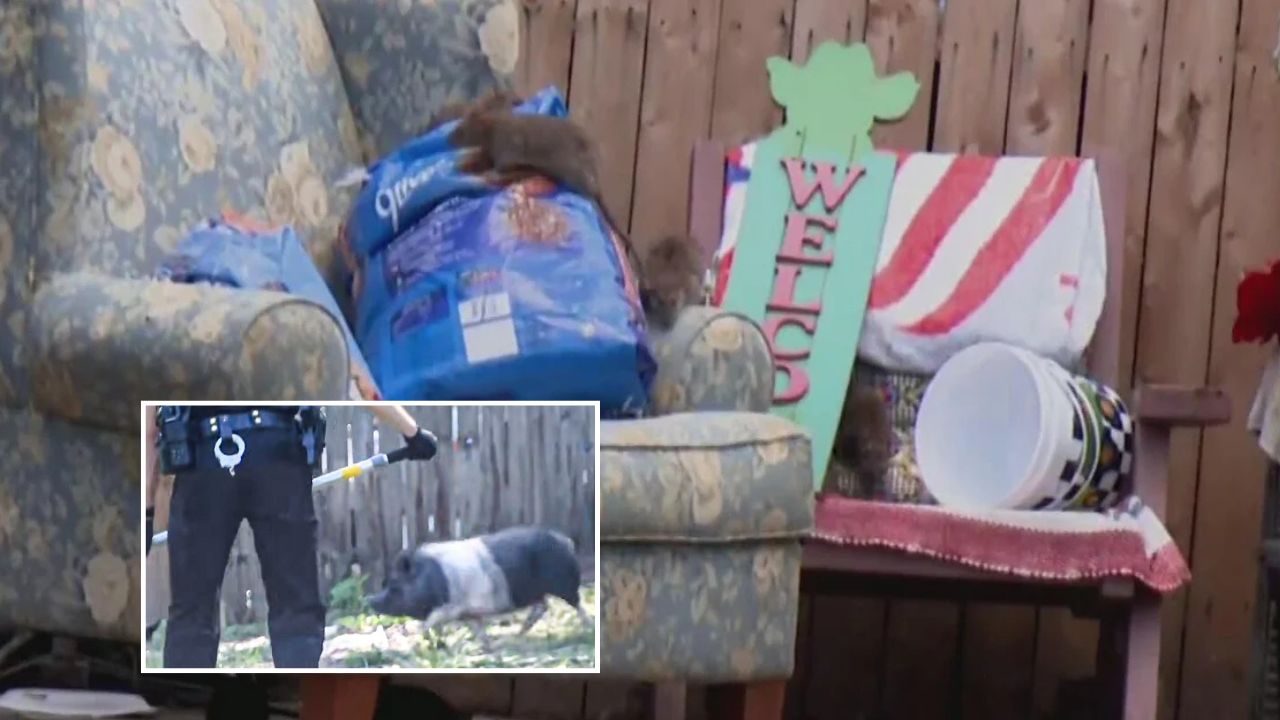 Nearly 50 Pigs Found at Pennsylvania Property After Rat Infestation Complaints Trigger Investigation