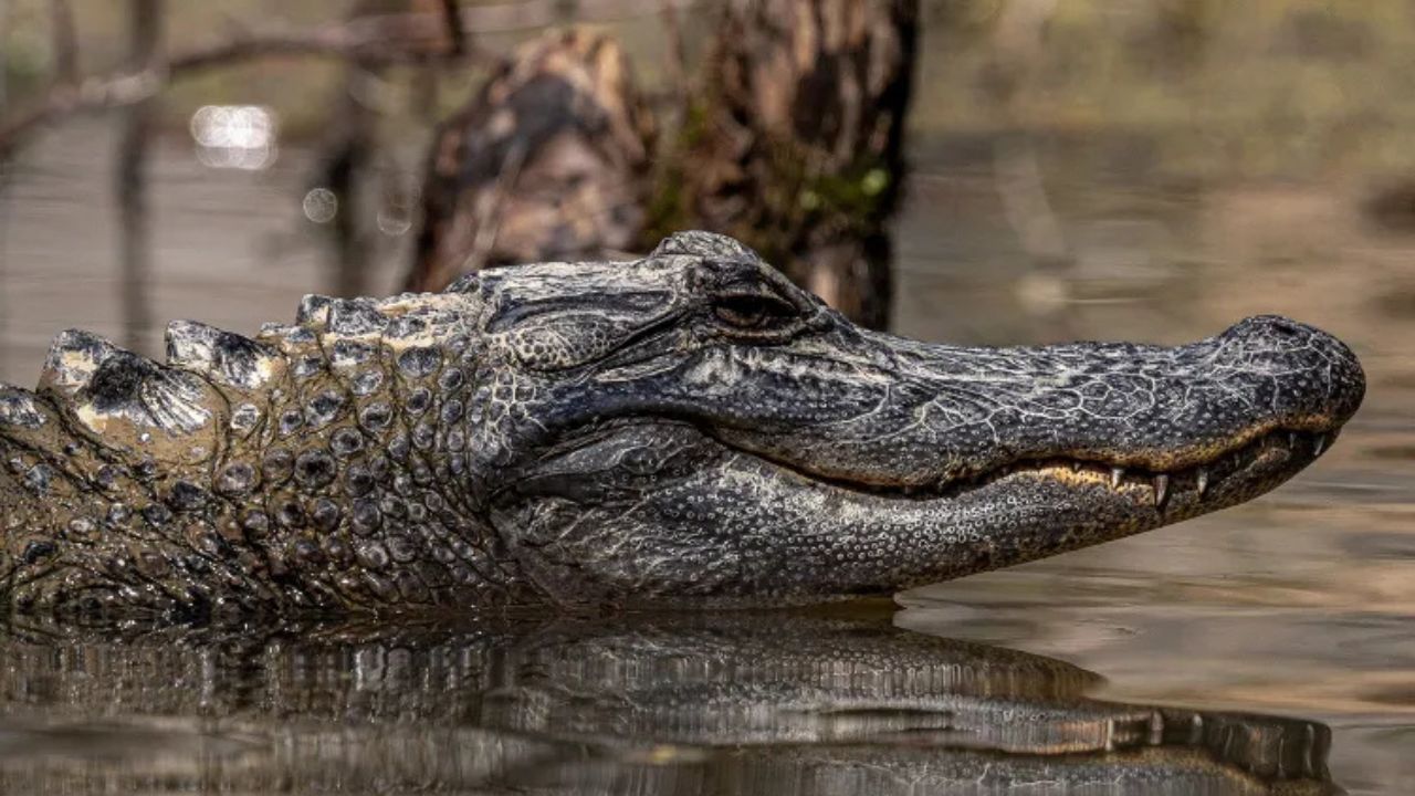 Alligator Attacks Suspect Fleeing DWI Stop in Louisiana Swamp