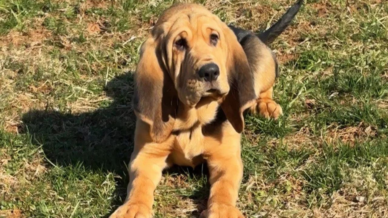 Pennsylvania Sheriff’s Office Swears In Adorable Puppy Whose Ears Could Help Find Missing People