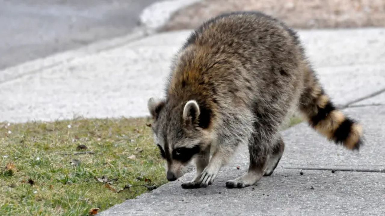 Raccoons Attack 7-Year-Old Boy and Adult in Broad Daylight in Upscale New Jersey Suburb, Sparking Rabies Fears