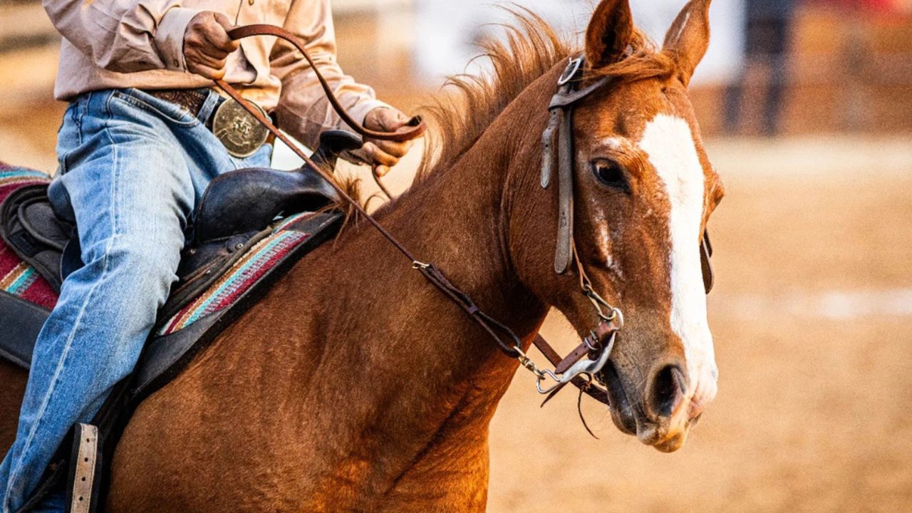 Teen Girl Arrested After Allegedly Stabbing 3 Horses at Major Las Vegas Barrel Racing Event