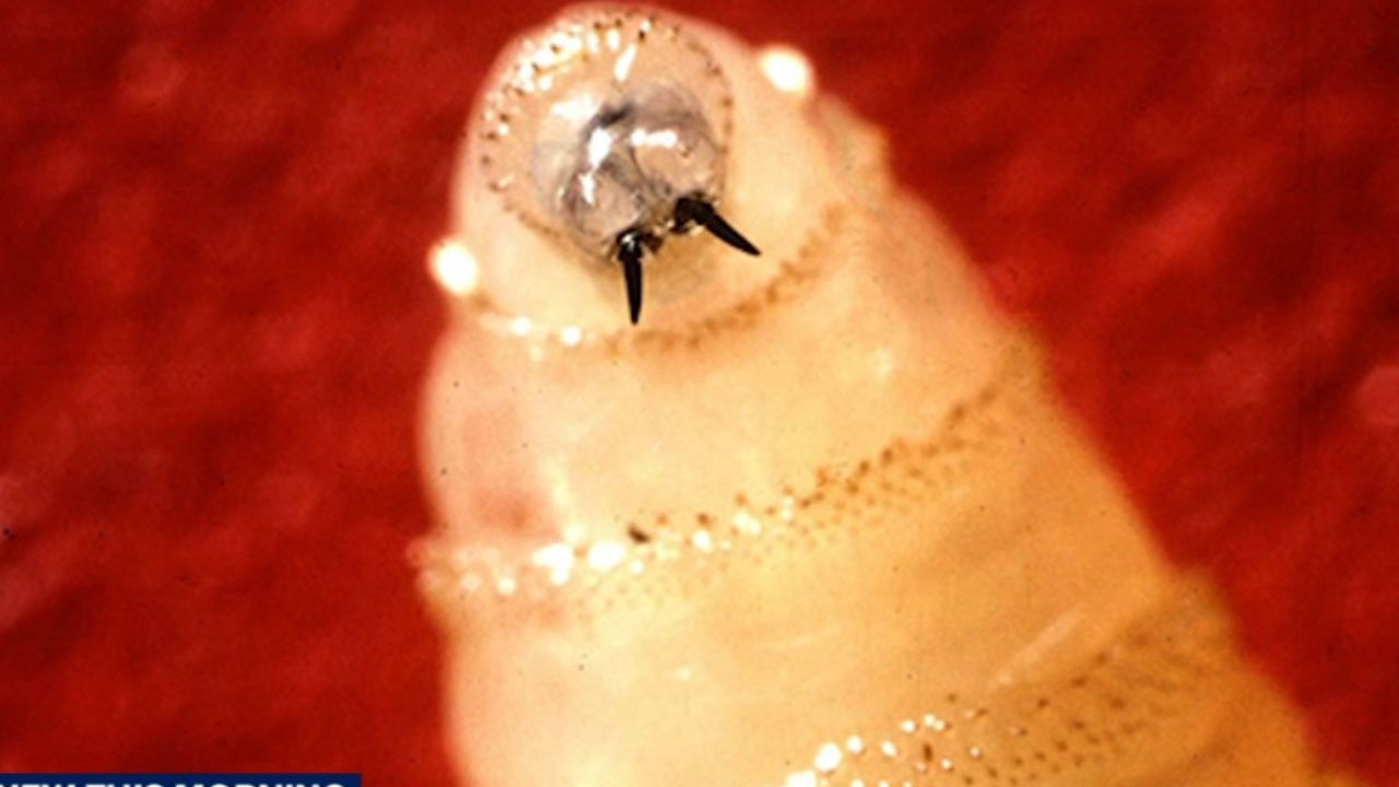 Texas Confirms First New World Screwworm Case in Decades, Raising Alarm Across Ranching Industry