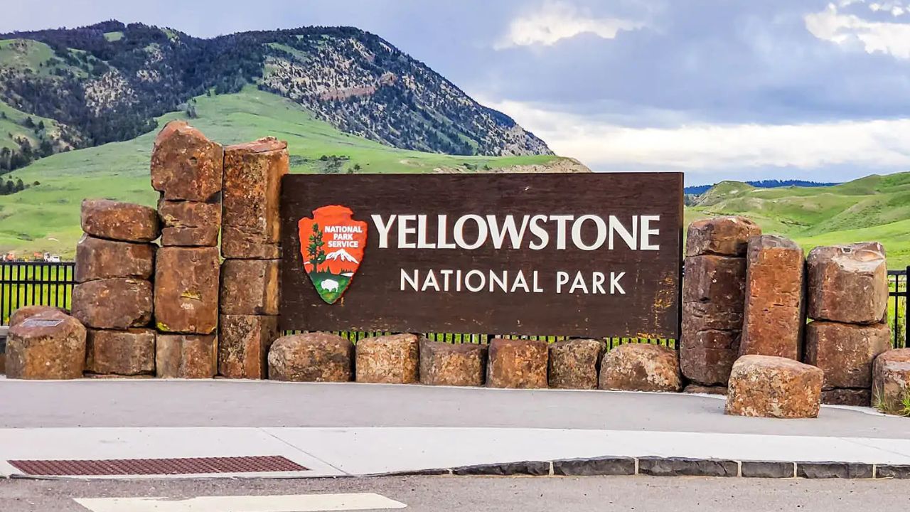 Yellowstone Visitors Furious After Drone Allegedly Harasses Mother Bear and Cubs in National Park